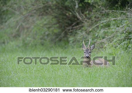 "Roe Deer (Capreolus capreolus), buck, Haren, Emsland, Lower Saxony, Germany, Europe" View Large Photo Image Stock Image - "Roe Deer (Capreolus capreolus), buck, Haren, Emsland, Lower Saxony, Germany, Europe". Fotosearch
