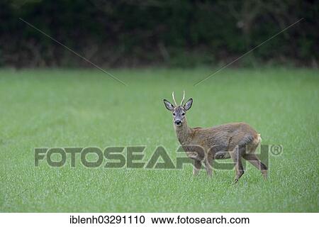 "Roe Deer (Capreolus capreolus), buck, Haren, Emsland, Lower Saxony, Germany, Europe" View Large Photo Image Stock Image - "Roe Deer (Capreolus capreolus), buck, Haren, Emsland, Lower Saxony, Germany, Europe". Fotosearch
