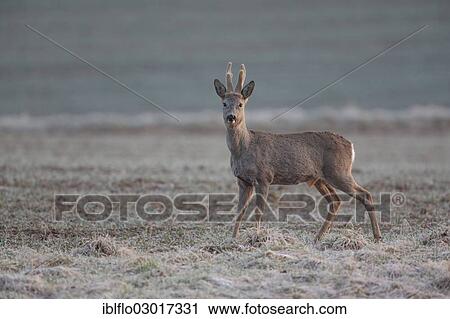 Stock Image - "Roe deer (Capreolus capreolus), buck, Offheim, Limburg an der Lahn, Hesse, Germany, Europe". Fotosearch