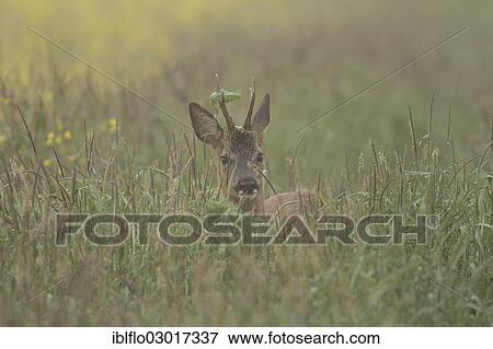 "Roe deer (Capreolus capreolus), buck, Offheim, Limburg an der Lahn, Hesse, Germany, Europe" View Large Photo Image Stock Photo - "Roe deer (Capreolus capreolus), buck, Offheim, Limburg an der Lahn, Hesse, Germany, Europe". Fotosearch