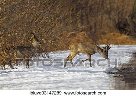 "Roe Deer (Capreolus capreolus), buck in velvet and a doe crossing a country road in the snow, Nature Reserve Oberalsterniederung, Wakendorf, Schleswig-Holstein, Germany, Europe" View Large Photo Image Stock Photo - "Roe Deer (Capreolus capreolus), buck in velvet and a doe crossing a country road in the snow, Nature Reserve Oberalsterniederung, Wakendorf, Schleswig-Holstein, Germany, Europe". Fotosearch