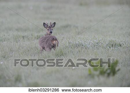 "Roe Deer (Capreolus capreolus), buck, Haren, Emsland, Lower Saxony, Germany, Europe" View Large Photo Image Stock Photograph - "Roe Deer (Capreolus capreolus), buck, Haren, Emsland, Lower Saxony, Germany, Europe". Fotosearch