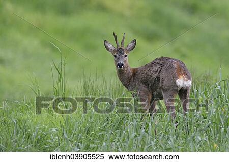"Roe Deer (Capreolus capreolus), buck, Lower Saxony, Germany, Europe" View Large Photo Image Stock Photography - "Roe Deer (Capreolus capreolus), buck, Lower Saxony, Germany, Europe". Fotosearch