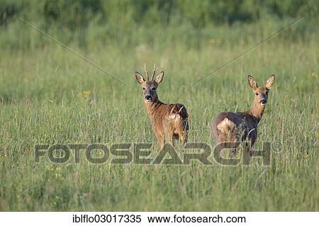 "Roe deer (Capreolus capreolus), buck and doe, Offheim, Limburg an der Lahn, Hesse, Germany, Europe" View Large Photo Image Stock Photography - "Roe deer (Capreolus capreolus), buck and doe, Offheim, Limburg an der Lahn, Hesse, Germany, Europe". Fotosearch