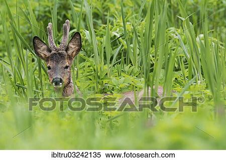 "Roe deer (Capreolus capreolus) buck, Austria, Europe" View Large Photo Image Stock Photography - "Roe deer (Capreolus capreolus) buck, Austria, Europe". Fotosearch