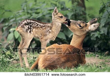 "Roe Deer (Capreolus capreolus), doe with fawn, North Rhine-Westphalia, Germany, Europe" View Large Photo Image Picture - "Roe Deer (Capreolus capreolus), doe with fawn, North Rhine-Westphalia, Germany, Europe". Fotosearch