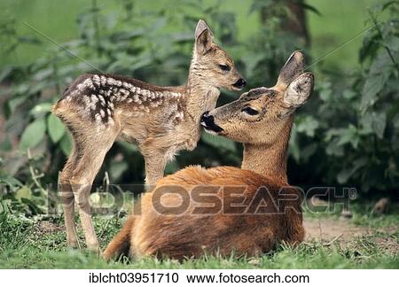 "Roe Deer (Capreolus capreolus), doe with fawn, North Rhine-Westphalia, Germany, Europe" View Large Photo Image Stock Image - "Roe Deer (Capreolus capreolus), doe with fawn, North Rhine-Westphalia, Germany, Europe". Fotosearch