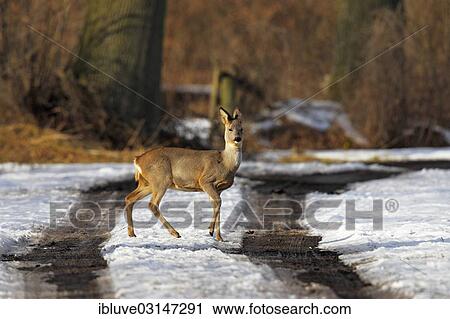 "Roe Deer (Capreolus capreolus), doe crossing a country road in the snow, Nature Reserve Oberalsterniederung, Wakendorf, Schleswig-Holstein, Germany, Europe" View Large Photo Image Stock Image - "Roe Deer (Capreolus capreolus), doe crossing a country road in the snow, Nature Reserve Oberalsterniederung, Wakendorf, Schleswig-Holstein, Germany, Europe". Fotosearch