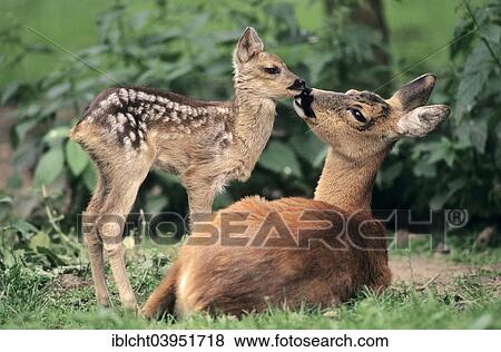 "Roe Deer (Capreolus capreolus), doe with fawn, North Rhine-Westphalia, Germany, Europe" View Large Photo Image Stock Photo - "Roe Deer (Capreolus capreolus), doe with fawn, North Rhine-Westphalia, Germany, Europe". Fotosearch