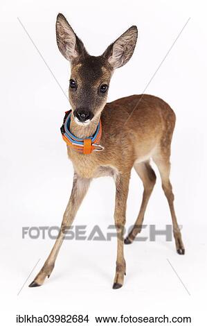 "Roe Deer (Capreolus capreolus), fawn with collar, captive" View Large Photo Image Picture - "Roe Deer (Capreolus capreolus), fawn with collar, captive". Fotosearch