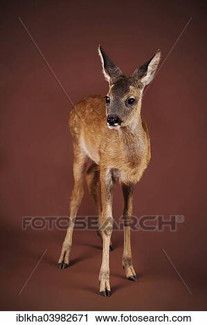 "Roe Deer (Capreolus capreolus), fawn, captive" View Large Photo Image Stock Image - "Roe Deer (Capreolus capreolus), fawn, captive". Fotosearch