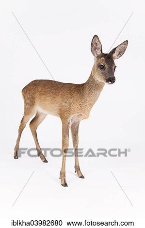 "Roe Deer (Capreolus capreolus), fawn, side view, captive" View Large Photo Image Stock Image - "Roe Deer (Capreolus capreolus), fawn, side view, captive". Fotosearch