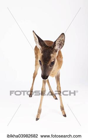"Roe Deer (Capreolus capreolus), fawn, captive" View Large Photo Image Stock Image - "Roe Deer (Capreolus capreolus), fawn, captive". Fotosearch