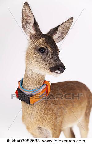 "Roe Deer (Capreolus capreolus), fawn with collar, portrait, captive" View Large Photo Image Stock Image - "Roe Deer (Capreolus capreolus), fawn with collar, portrait, captive". Fotosearch
