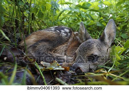 Stock Image - "Roe Deer (Capreolus capreolus), fawn, hiding on the ground, Middle Elbe Biosphere Reserve, Dessau-Rosslau, Saxony-Anhalt, Germany, Europe". Fotosearch