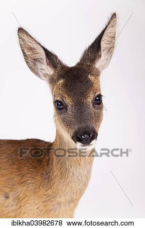 "Roe Deer (Capreolus capreolus), fawn, portrait, captive" View Large Photo Image Stock Photo - "Roe Deer (Capreolus capreolus), fawn, portrait, captive". Fotosearch
