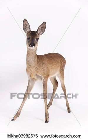 "Roe Deer (Capreolus capreolus), fawn, captive" View Large Photo Image Stock Photograph - "Roe Deer (Capreolus capreolus), fawn, captive". Fotosearch