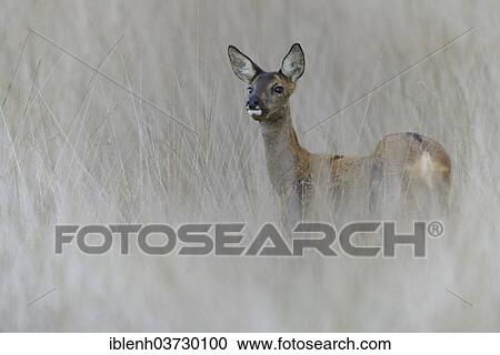 "Roe deer (Capreolus capreolus), Haren, Emsland, Lower Saxony, Germany, Europe" View Large Photo Image Stock Image - "Roe deer (Capreolus capreolus), Haren, Emsland, Lower Saxony, Germany, Europe". Fotosearch