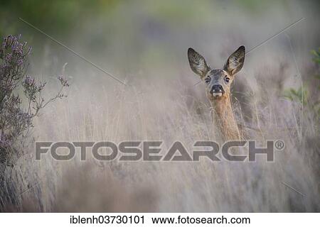 "Roe deer (Capreolus capreolus), Haren, Emsland, Lower Saxony, Germany, Europe" View Large Photo Image Stock Image - "Roe deer (Capreolus capreolus), Haren, Emsland, Lower Saxony, Germany, Europe". Fotosearch