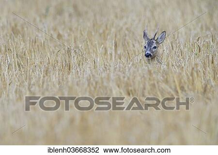 "Roe deer (Capreolus capreolus) in grain field, Haren, Emsland, Lower Saxony, Germany, Europe" View Large Photo Image Stock Image - "Roe deer (Capreolus capreolus) in grain field, Haren, Emsland, Lower Saxony, Germany, Europe". Fotosearch