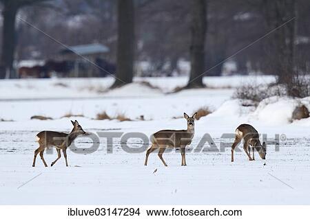 "Roe Deer (Capreolus capreolus) in the snow, Schleswig-Holstein, Germany, Europe" View Large Photo Image Picture - "Roe Deer (Capreolus capreolus) in the snow, Schleswig-Holstein, Germany, Europe". Fotosearch