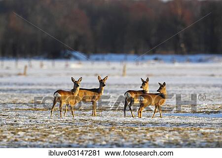 "Roe Deer (Capreolus capreolus) in the evening light in the snow, Nature Reserve Oberalsterniederung, Wakendorf, Schleswig-Holstein, Germany, Europe" View Large Photo Image Stock Image - "Roe Deer (Capreolus capreolus) in the evening light in the snow, Nature Reserve Oberalsterniederung, Wakendorf, Schleswig-Holstein, Germany, Europe". Fotosearch