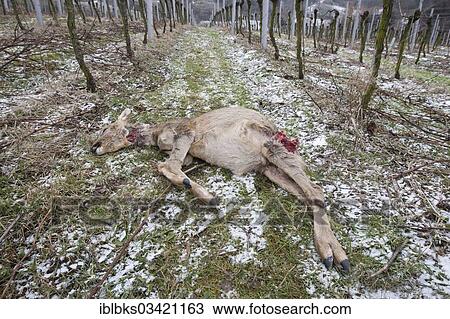 "Roe Deer (Capreolus capreolus) killed by a dog, Schriesheim, Baden-Wurttemberg, Germany, Europe" View Large Photo Image Stock Image - "Roe Deer (Capreolus capreolus) killed by a dog, Schriesheim, Baden-Wurttemberg, Germany, Europe". Fotosearch