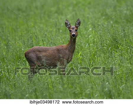 "Roe Deer (Capreolus capreolus) on a meadow, Bitburg, Rhineland-Palatinate, Germany, Europe" View Large Photo Image Stock Image - "Roe Deer (Capreolus capreolus) on a meadow, Bitburg, Rhineland-Palatinate, Germany, Europe". Fotosearch