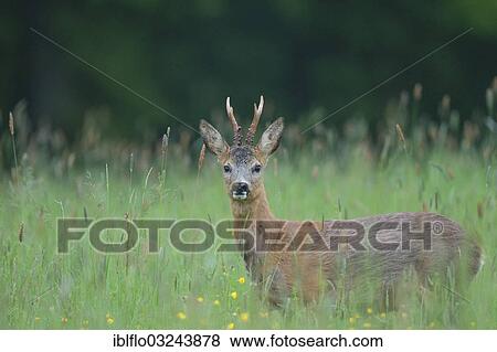 "Roe deer (Capreolus capreolus), roebuck, Offheim, Hesse, Germany, Europe" View Large Photo Image Stock Photo - "Roe deer (Capreolus capreolus), roebuck, Offheim, Hesse, Germany, Europe". Fotosearch