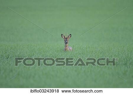 "Roe deer (Capreolus capreolus), Offheim, Hesse, Germany, Europe" View Large Photo Image Stock Photo - "Roe deer (Capreolus capreolus), Offheim, Hesse, Germany, Europe". Fotosearch