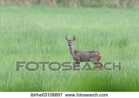 "Roe Deer (Capreolus capreolus) standing on a meadow, alert, Duvenstedter Brook, Hamburg, Hamburg, Germany, Europe" View Large Photo Image Stock Photo - "Roe Deer (Capreolus capreolus) standing on a meadow, alert, Duvenstedter Brook, Hamburg, Hamburg, Germany, Europe". Fotosearch