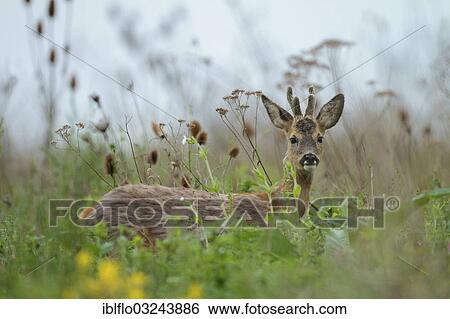 "Roe deer (Capreolus capreolus), roebuck, Offheim, Hesse, Germany, Europe" View Large Photo Image Stock Photograph - "Roe deer (Capreolus capreolus), roebuck, Offheim, Hesse, Germany, Europe". Fotosearch