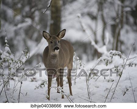 "Roe Deer (Capreolus capreolus), Kempfeld, Hunsruck, Rhineland-Palatinate, Germany, Europe" View Large Photo Image Stock Photograph - "Roe Deer (Capreolus capreolus), Kempfeld, Hunsruck, Rhineland-Palatinate, Germany, Europe". Fotosearch