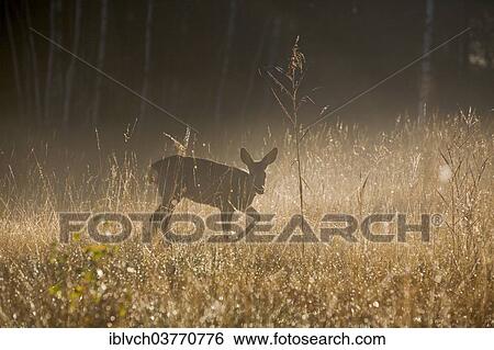 "Roe Deer (Capreolus capreolus), backlit, Tyrol, Austria, Europe" View Large Photo Image Stock Photograph - "Roe Deer (Capreolus capreolus), backlit, Tyrol, Austria, Europe". Fotosearch