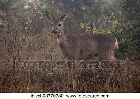 "Roe Deer (Capreolus capreolus), Tyrol, Austria, Europe" View Large Photo Image Stock Image - "Roe Deer (Capreolus capreolus), Tyrol, Austria, Europe". Fotosearch
