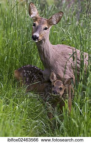 "Roe deer, doe with fawn (Capreolus capreolus) on a meadow, Tyrol, Austria, Europe" View Large Photo Image Stock Photograph - "Roe deer, doe with fawn (Capreolus capreolus) on a meadow, Tyrol, Austria, Europe". Fotosearch