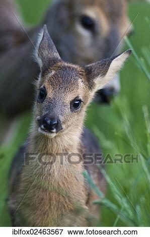 "Roe deer, fawn and doe (Capreolus capreolus), Tyrol, Austria, Europe" View Large Photo Image Stock Photo - "Roe deer, fawn and doe (Capreolus capreolus), Tyrol, Austria, Europe". Fotosearch