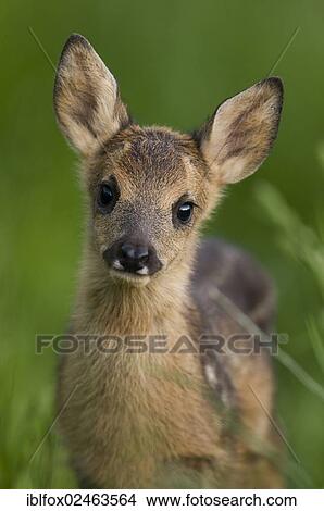 "Roe deer fawn (Capreolus capreolus), Tyrol, Austria, Europe" View Large Photo Image Picture - "Roe deer fawn (Capreolus capreolus), Tyrol, Austria, Europe". Fotosearch