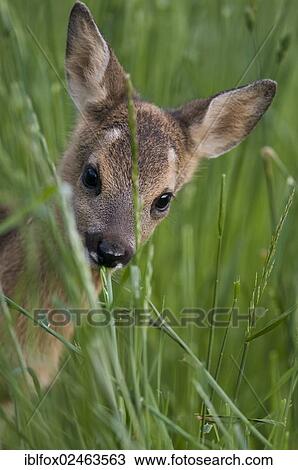 "Roe Deer fawn (Capreolus capreolus) grazing in tall grass, Tyrol, Austria, Europe" View Large Photo Image Stock Image - "Roe Deer fawn (Capreolus capreolus) grazing in tall grass, Tyrol, Austria, Europe". Fotosearch