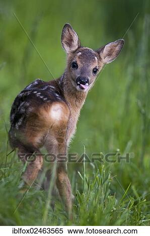 "Roe Deer fawn (Capreolus capreolus), Tyrol, Austria, Europe" View Large Photo Image Stock Photography - "Roe Deer fawn (Capreolus capreolus), Tyrol, Austria, Europe". Fotosearch