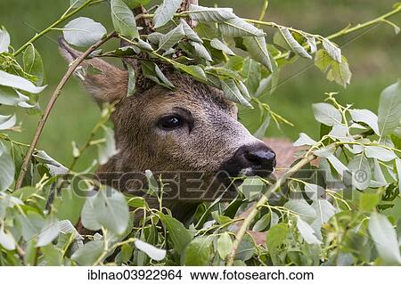 "Roebuck (Capreolus capreolus) feeding, Sweden, Europe" View Large Photo Image Picture - "Roebuck (Capreolus capreolus) feeding, Sweden, Europe". Fotosearch