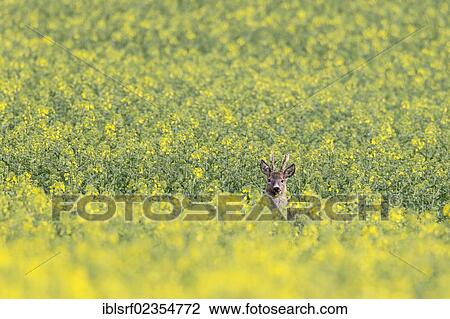 "Roebuck (Capreolus capreolus) in a field of Rape (Brassica napus), Mecklenburg-Western Pomerania, Germany, Europe" View Large Photo Image Stock Image - "Roebuck (Capreolus capreolus) in a field of Rape (Brassica napus), Mecklenburg-Western Pomerania, Germany, Europe". Fotosearch