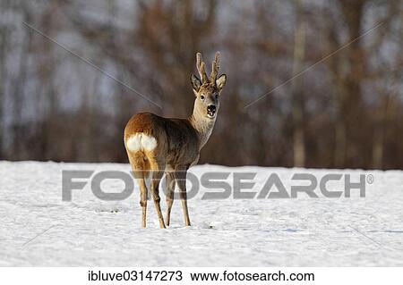 "Roebuck (Capreolus capreolus) in velvet, with velvet antlers, in the snow, Nature Reserve Oberalsterniederung, Wakendorf, Schleswig-Holstein, Germany, Europe" View Large Photo Image Stock Image - "Roebuck (Capreolus capreolus) in velvet, with velvet antlers, in the snow, Nature Reserve Oberalsterniederung, Wakendorf, Schleswig-Holstein, Germany, Europe". Fotosearch