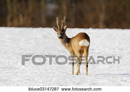 "Roebuck (Capreolus capreolus) in velvet, with velvet antlers, in the snow, Nature Reserve Oberalsterniederung, Wakendorf, Schleswig-Holstein, Germany, Europe" View Large Photo Image Stock Photo - "Roebuck (Capreolus capreolus) in velvet, with velvet antlers, in the snow, Nature Reserve Oberalsterniederung, Wakendorf, Schleswig-Holstein, Germany, Europe". Fotosearch