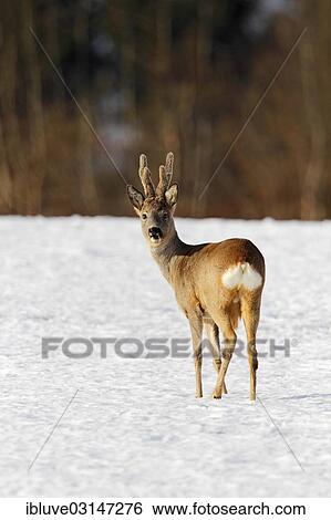 "Roebuck (Capreolus capreolus) in velvet, with velvet antlers, in the snow, Nature Reserve Oberalsterniederung, Wakendorf, Schleswig-Holstein, Germany, Europe" View Large Photo Image Stock Photograph - "Roebuck (Capreolus capreolus) in velvet, with velvet antlers, in the snow, Nature Reserve Oberalsterniederung, Wakendorf, Schleswig-Holstein, Germany, Europe". Fotosearch