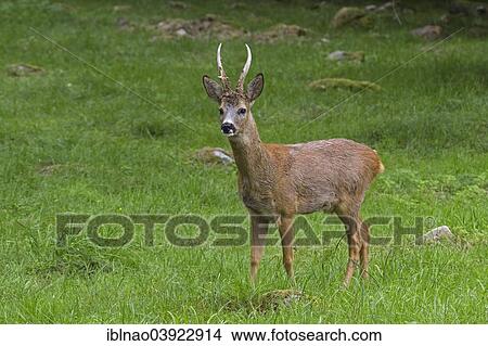 "Roebuck (Capreolus capreolus), Sweden, Europe" View Large Photo Image Picture - "Roebuck (Capreolus capreolus), Sweden, Europe". Fotosearch