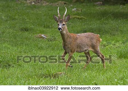 "Roebuck (Capreolus capreolus), Sweden, Europe" View Large Photo Image Stock Image - "Roebuck (Capreolus capreolus), Sweden, Europe". Fotosearch