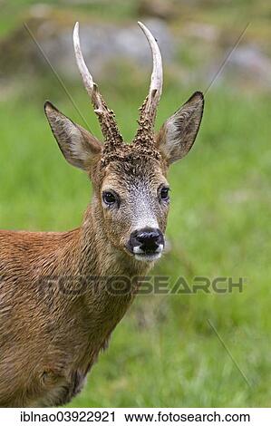 Stock Image - "Roebuck (Capreolus capreolus), Sweden, Europe". Fotosearch