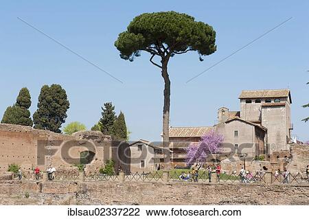 "Roman antiquity, Palatine hill, Stone Pine (Pinus pinea), ancient Rome, Lazio, Italy, Southern Europe, Europe" View Large Photo Image Stock Image - "Roman antiquity, Palatine hill, Stone Pine (Pinus pinea), ancient Rome, Lazio, Italy, Southern Europe, Europe". Fotosearch