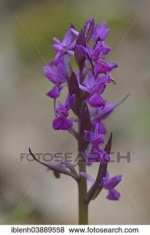 "Roman Orchid (Orchis romana), Messina district, Sicily, Italy, Europe" View Large Photo Image Stock Photo - "Roman Orchid (Orchis romana), Messina district, Sicily, Italy, Europe". Fotosearch